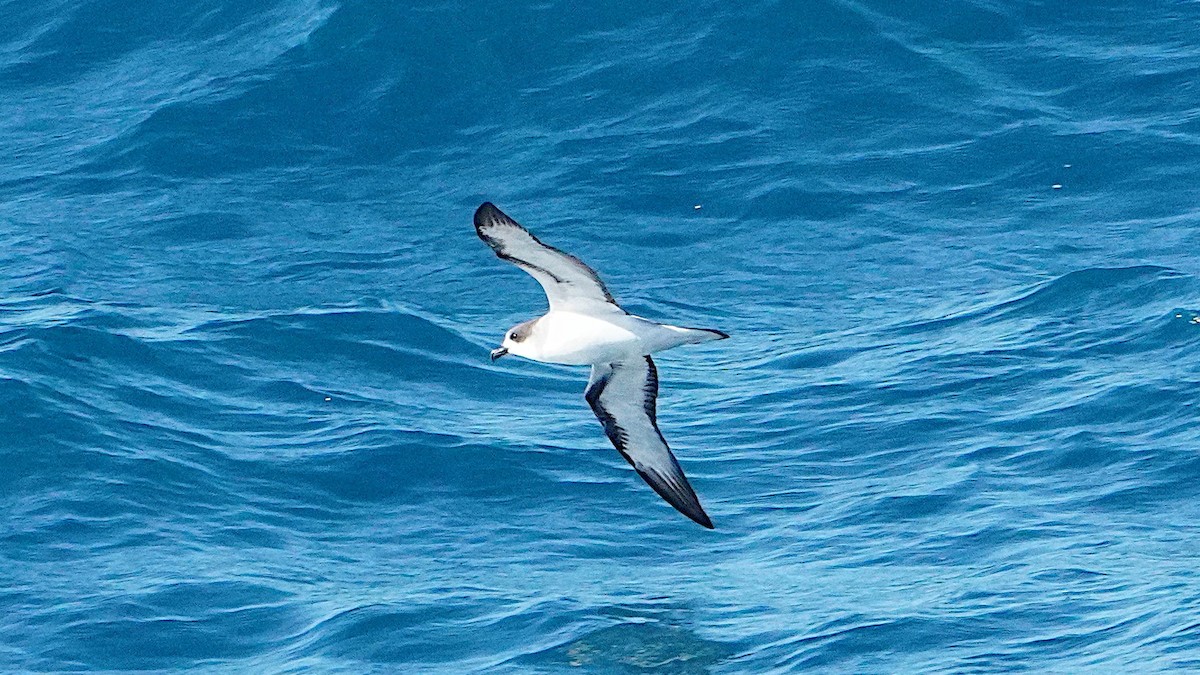 Barau's Petrel - ML645486801