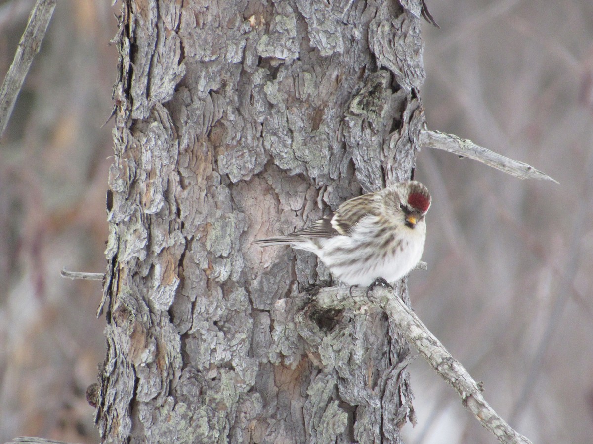 Redpoll (Common) - ML645486823