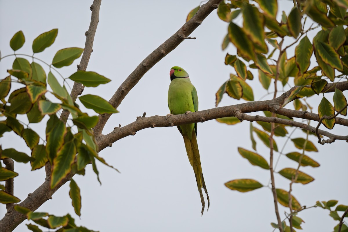 Rose-ringed Parakeet - ML645486835