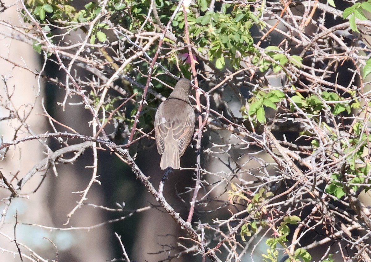 Шпак звичайний - ML645486838