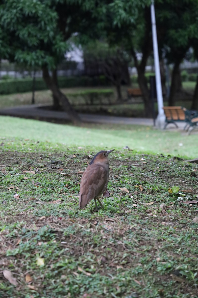 duskdverghegre - ML645486852