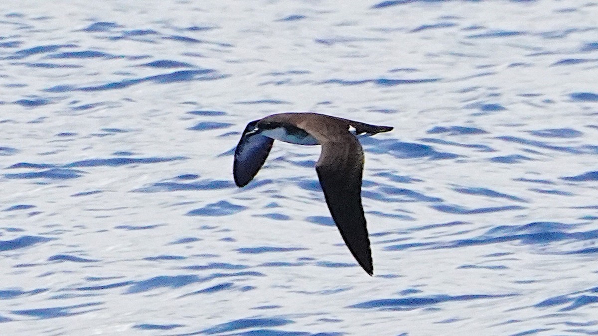 Tropical Shearwater - ML645486867