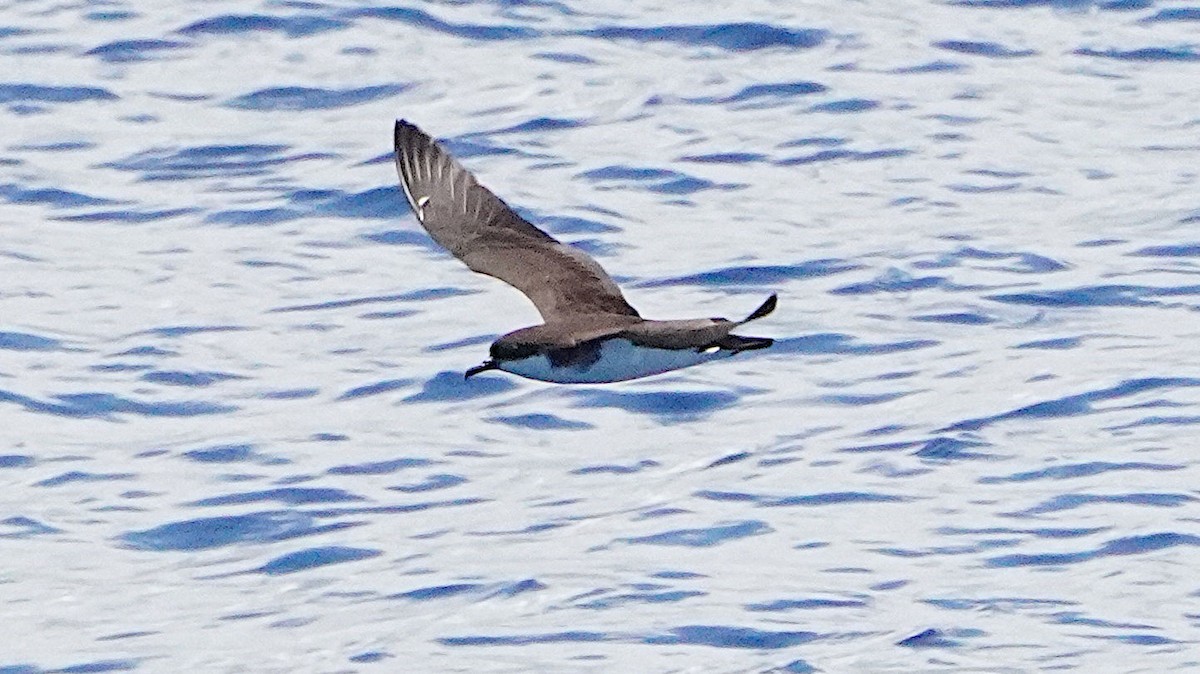 Tropical Shearwater - ML645486868