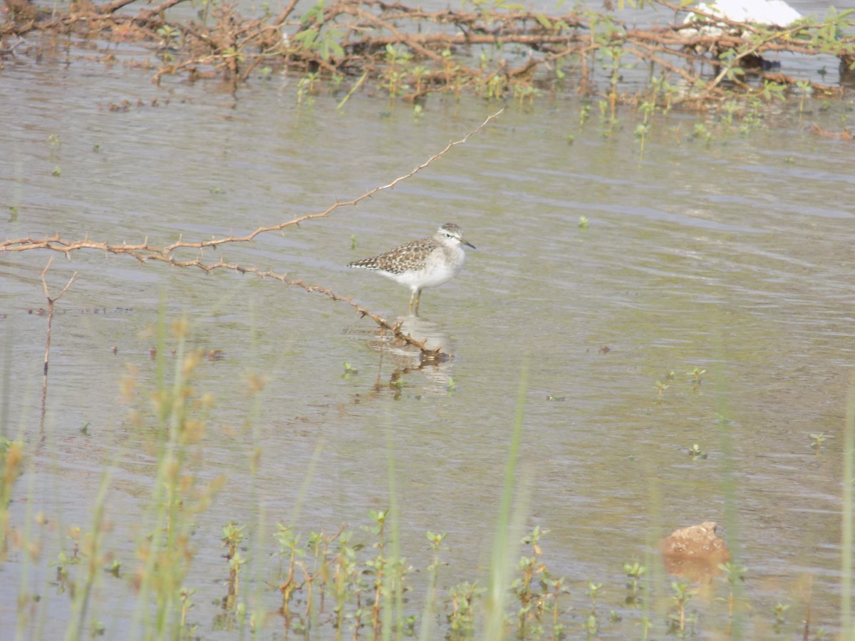 vodouš bahenní - ML645486869