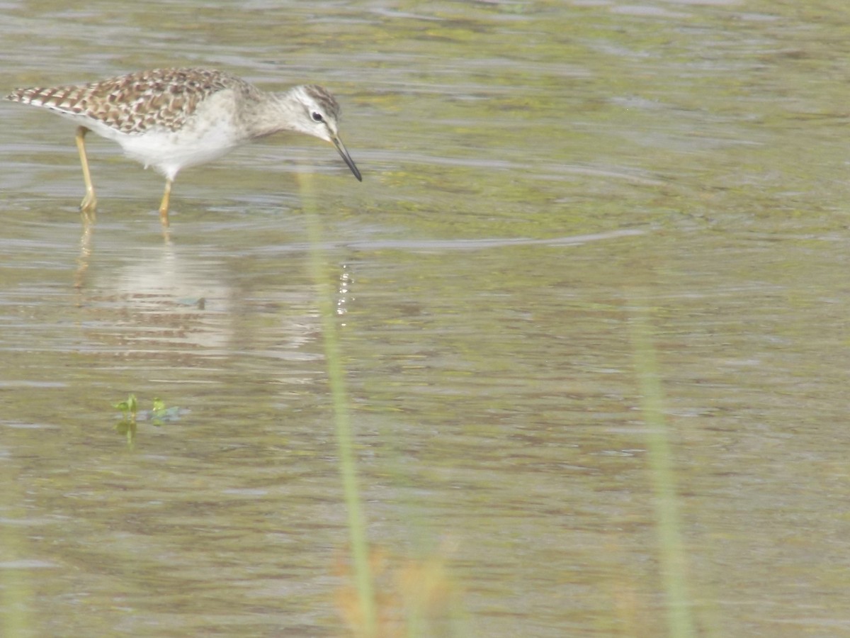 vodouš bahenní - ML645486871