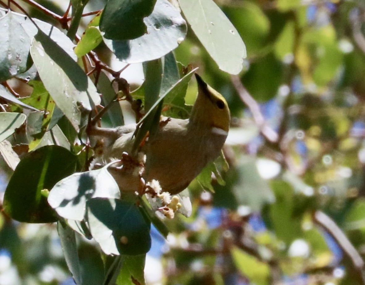 hvitsmykkehonningeter - ML645486880