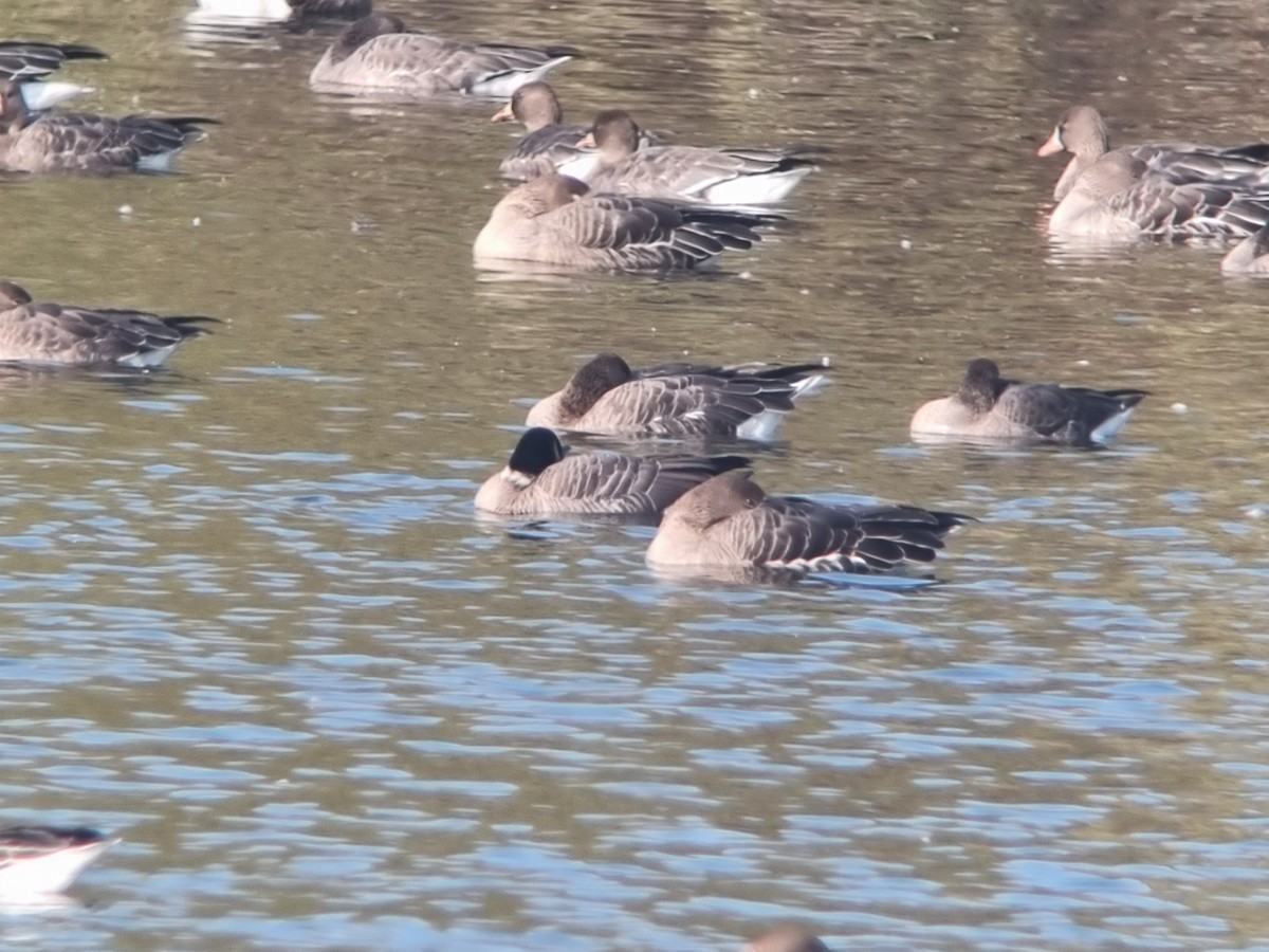 Cackling Goose (Aleutian) - ML645486891