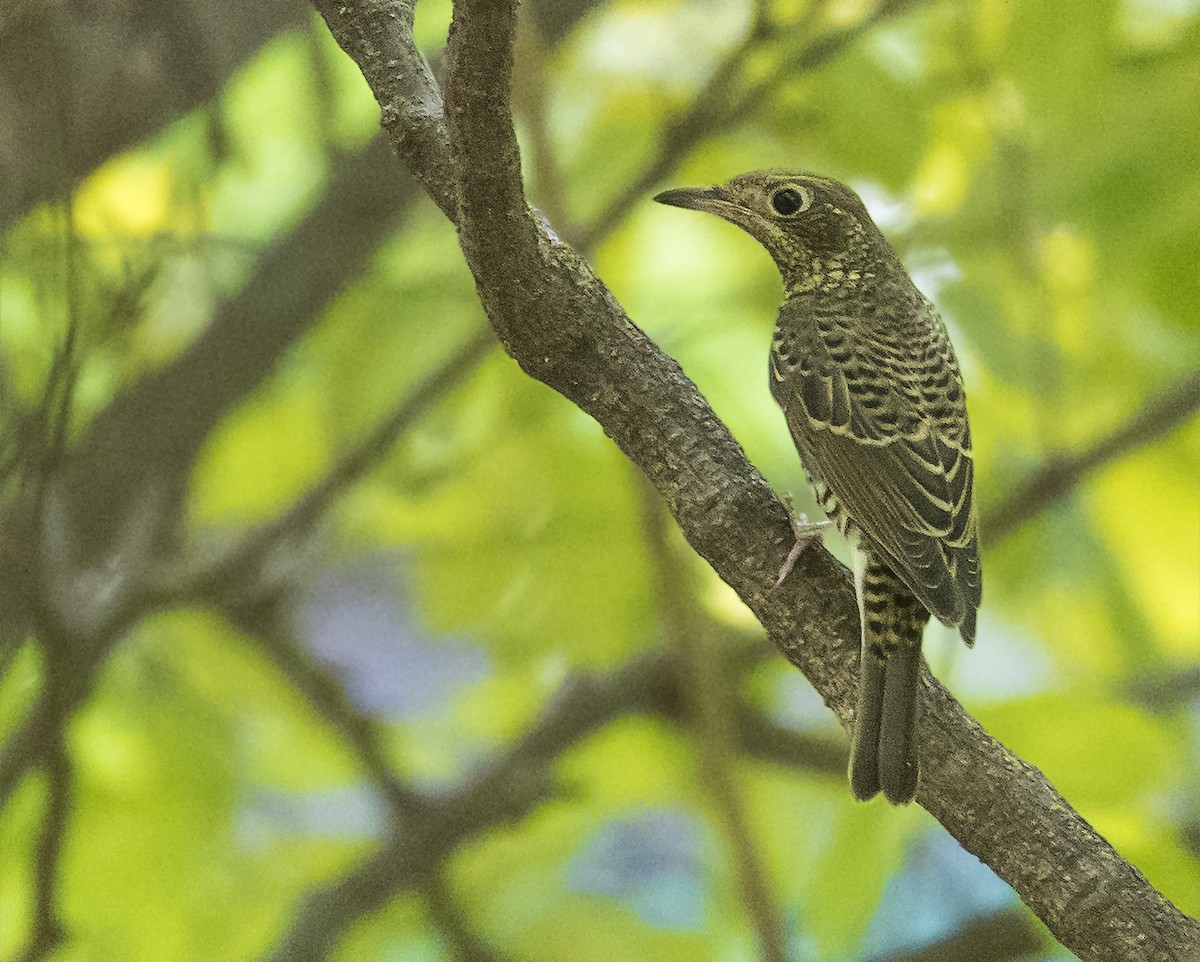 White-throated Rock-Thrush - ML645486892