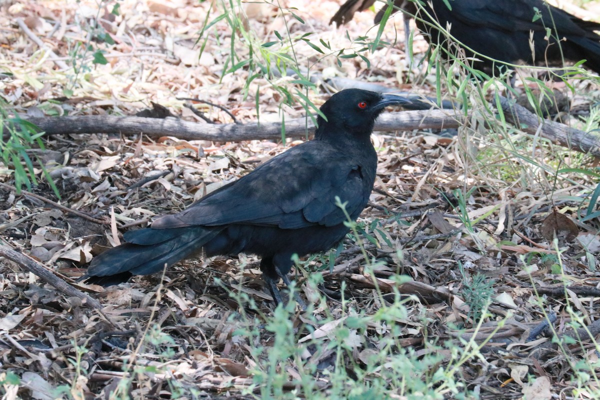 Вайю - ML645486894