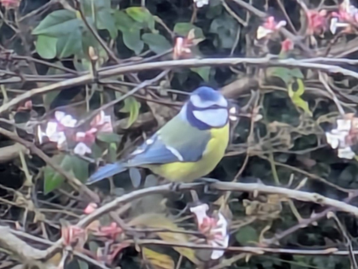 Eurasian Blue Tit - ML645486903