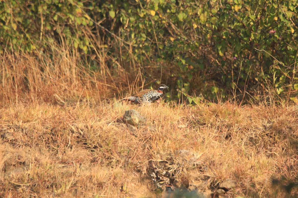 Black Francolin - ML645486925