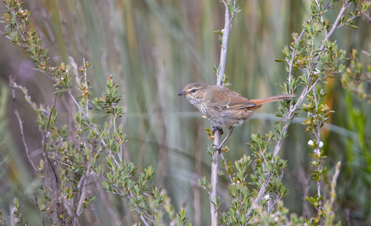 Chestnut-rumped Heathwren - ML645486927