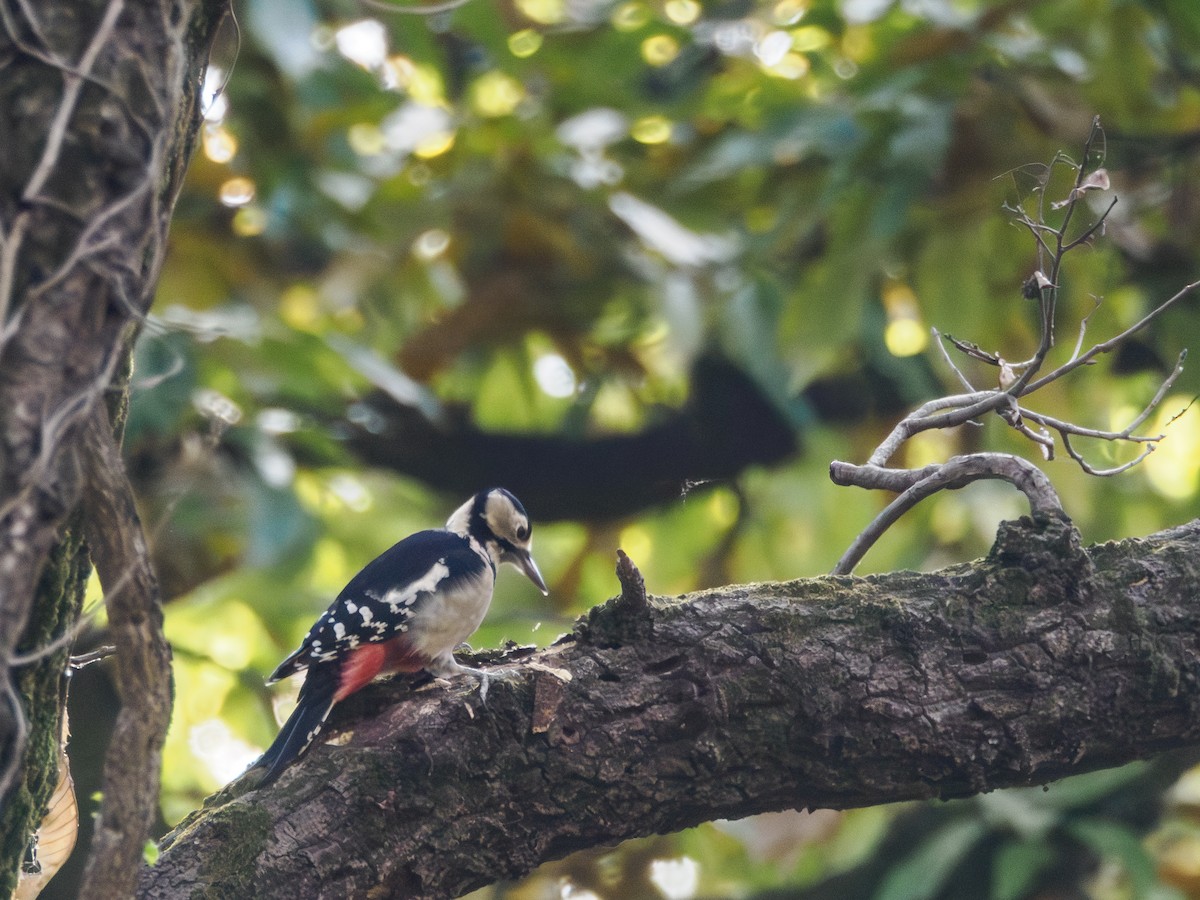 flaggspett - ML645486960