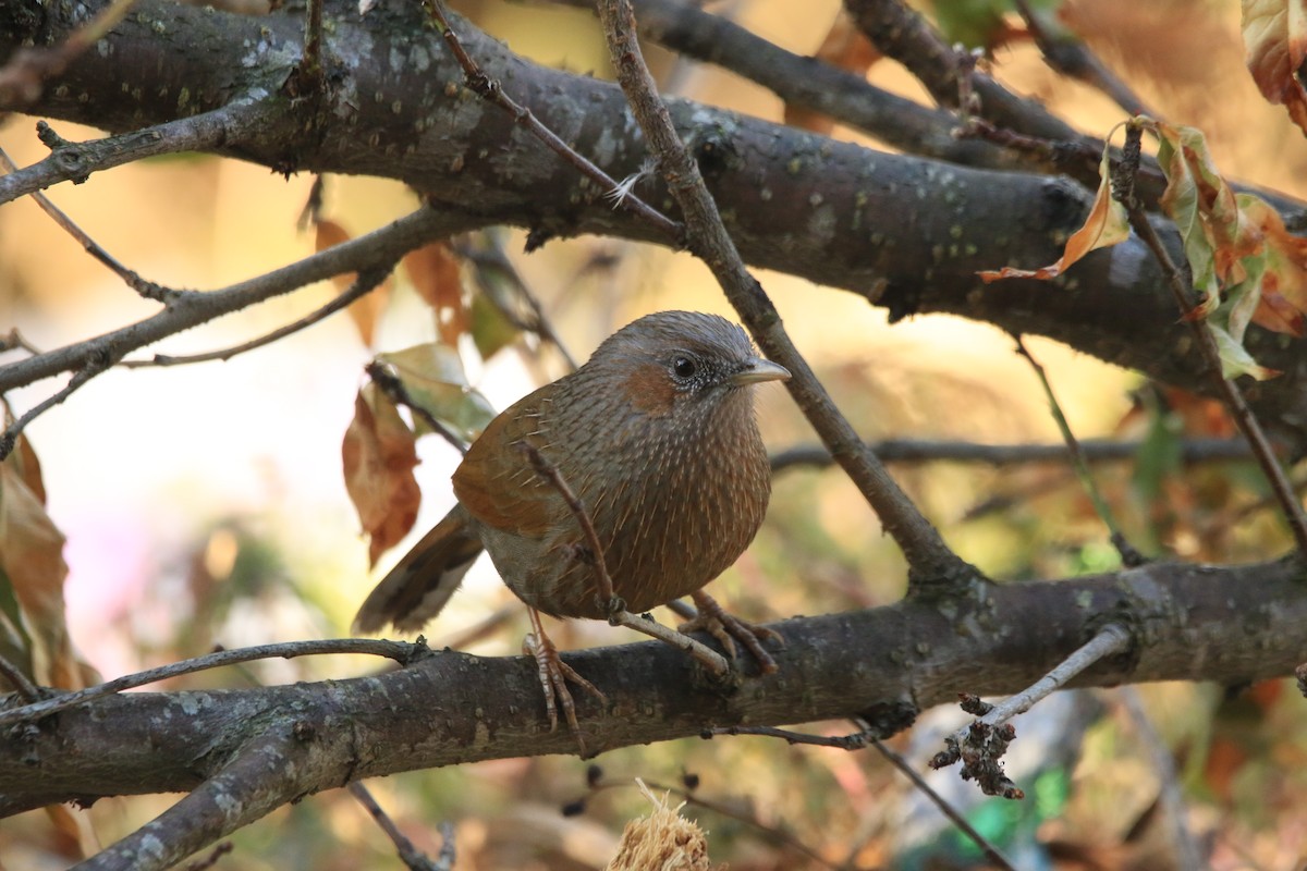 brunørelattertrost - ML645486963