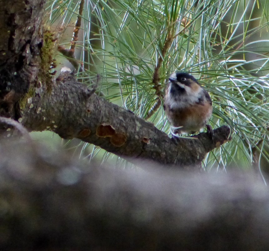 ruststjertmeis (bonvaloti/obscuratus) (skjeggstjertmeis) - ML645486980