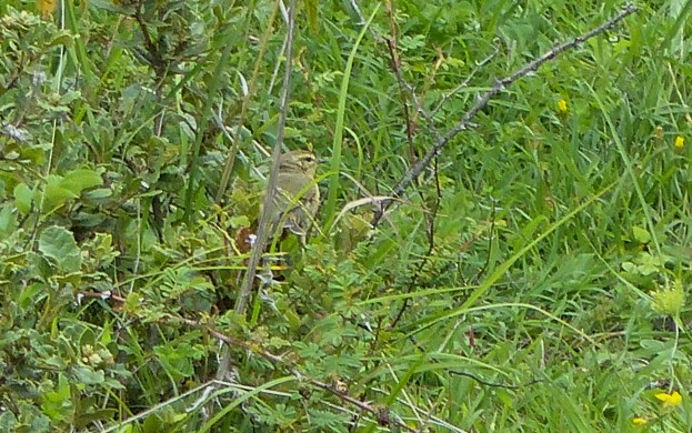 Tickell Çıvgını - ML645486984