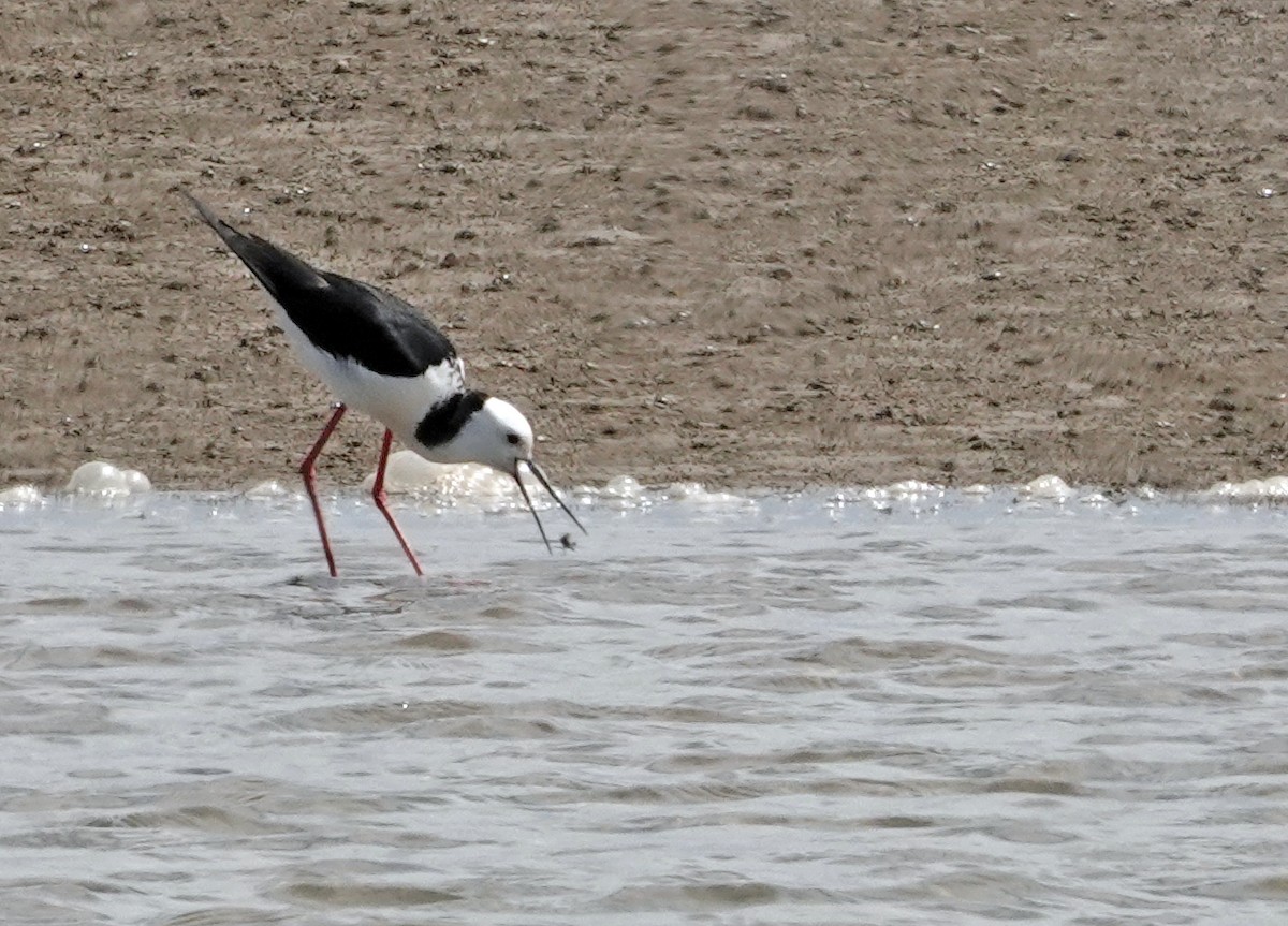 Zankaluze pintoa - ML645486991