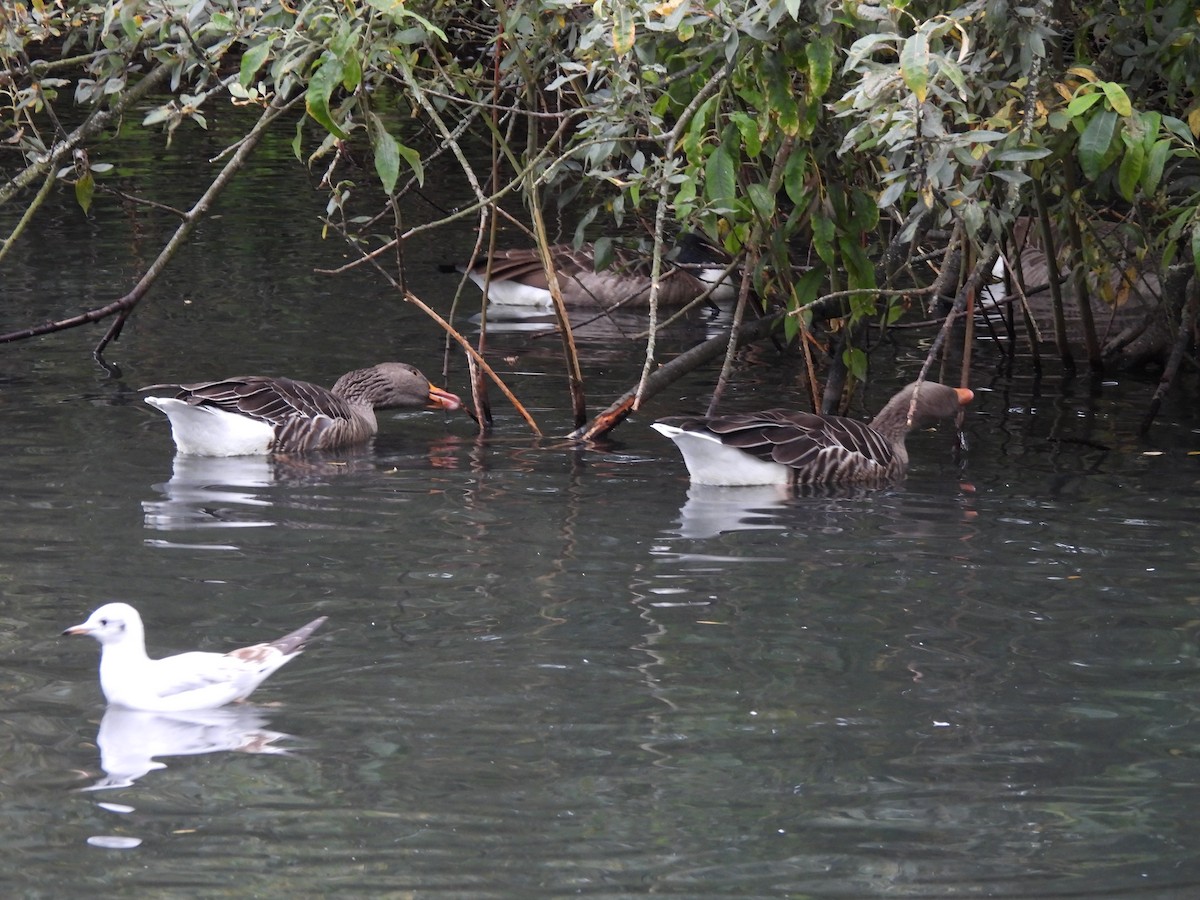 Graylag Goose - ML645486993