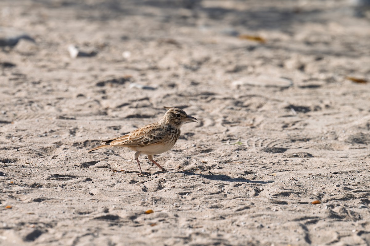 Crested Lark - ML645486996