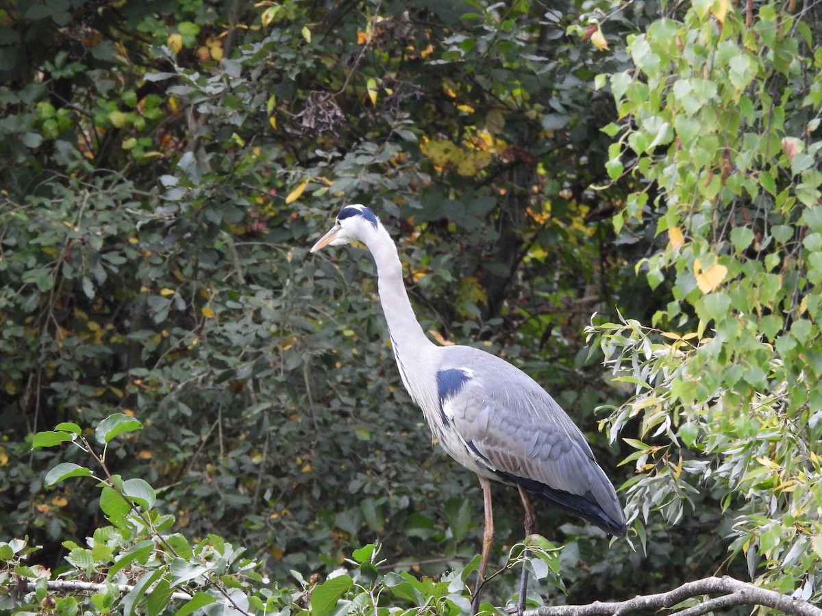 Gray Heron - ML645487007