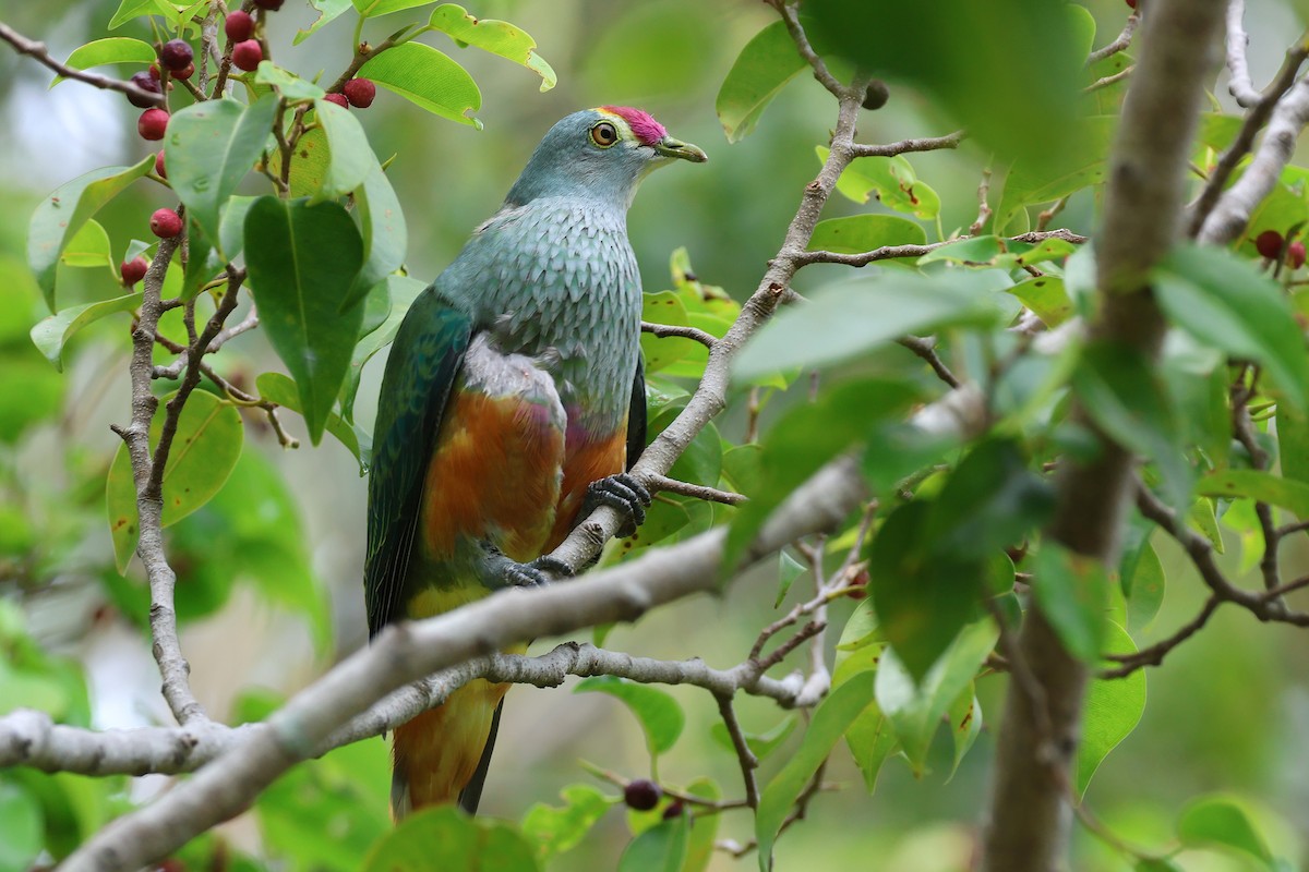 Rose-crowned Fruit-Dove - ML645487011