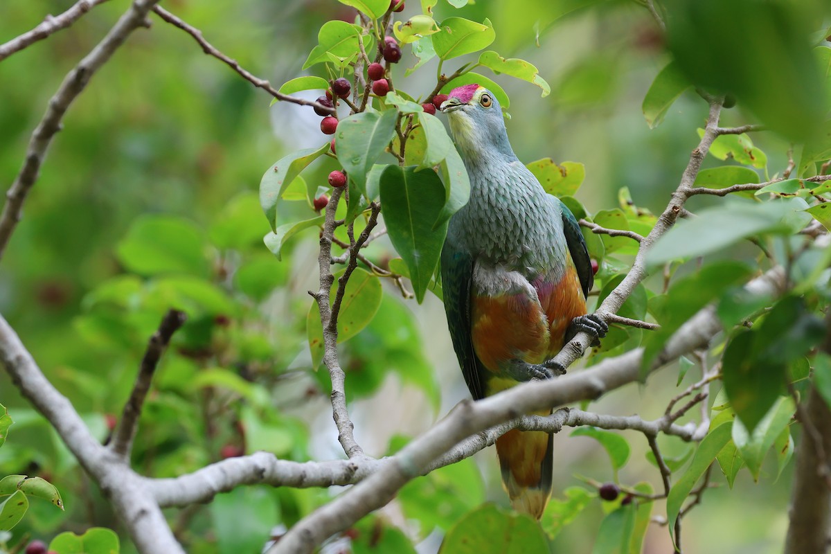 Rose-crowned Fruit-Dove - ML645487013