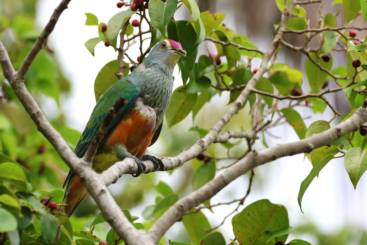 Rose-crowned Fruit-Dove - ML645487014