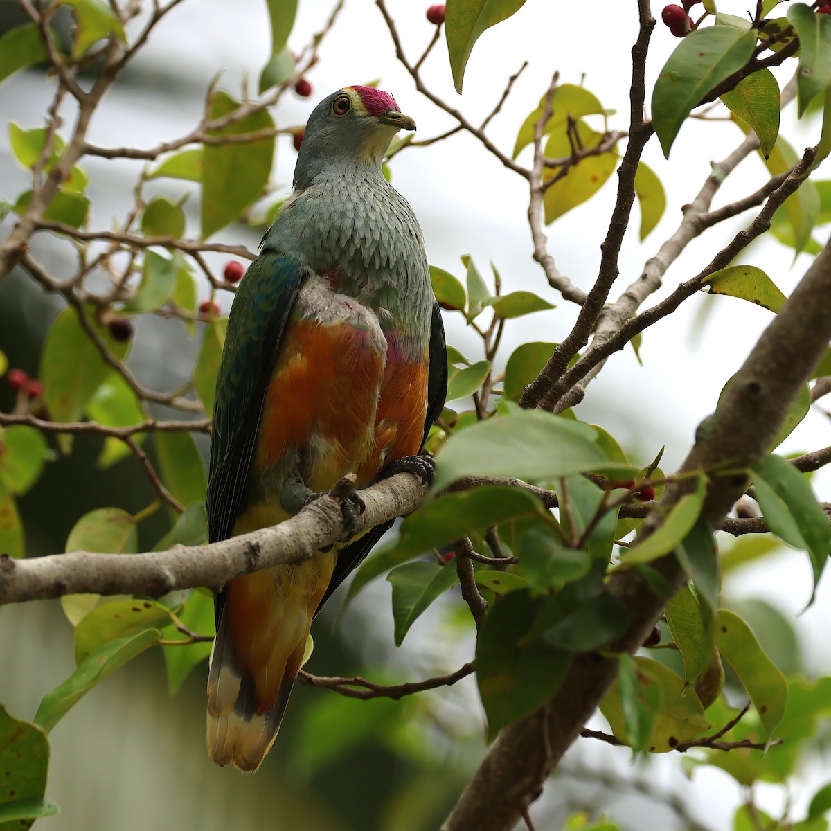 Rose-crowned Fruit-Dove - ML645487015