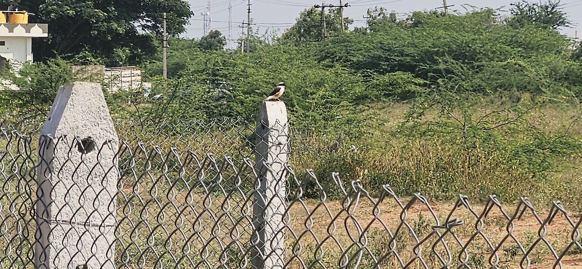Bay-backed Shrike - ML645487025