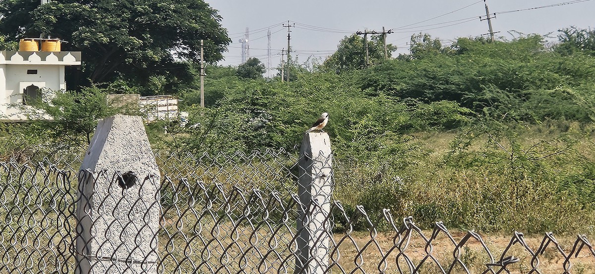 Bay-backed Shrike - ML645487026