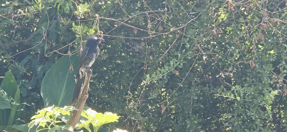 Black Drongo - ML645487034