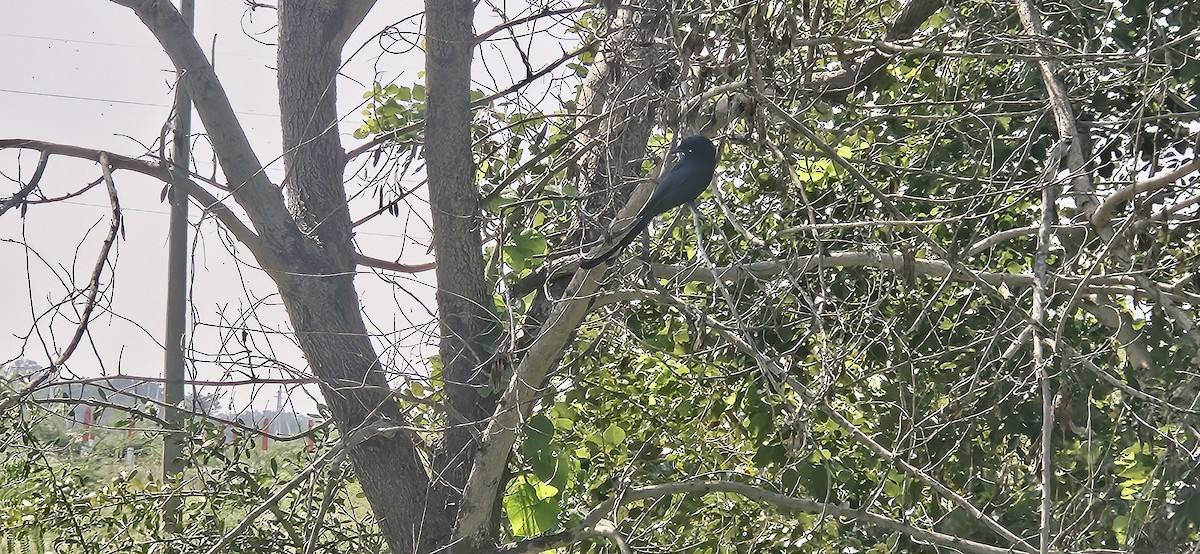 Black Drongo - ML645487035