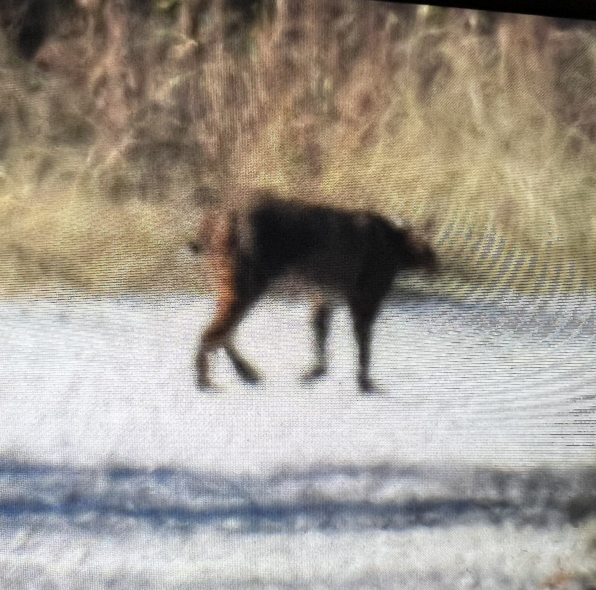 Eastern Bobcat - ML645487046