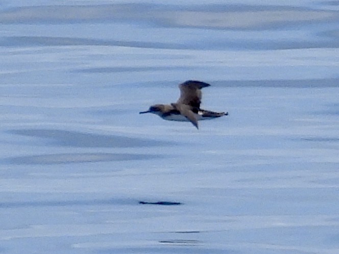 Hutton's Shearwater - ML645487047