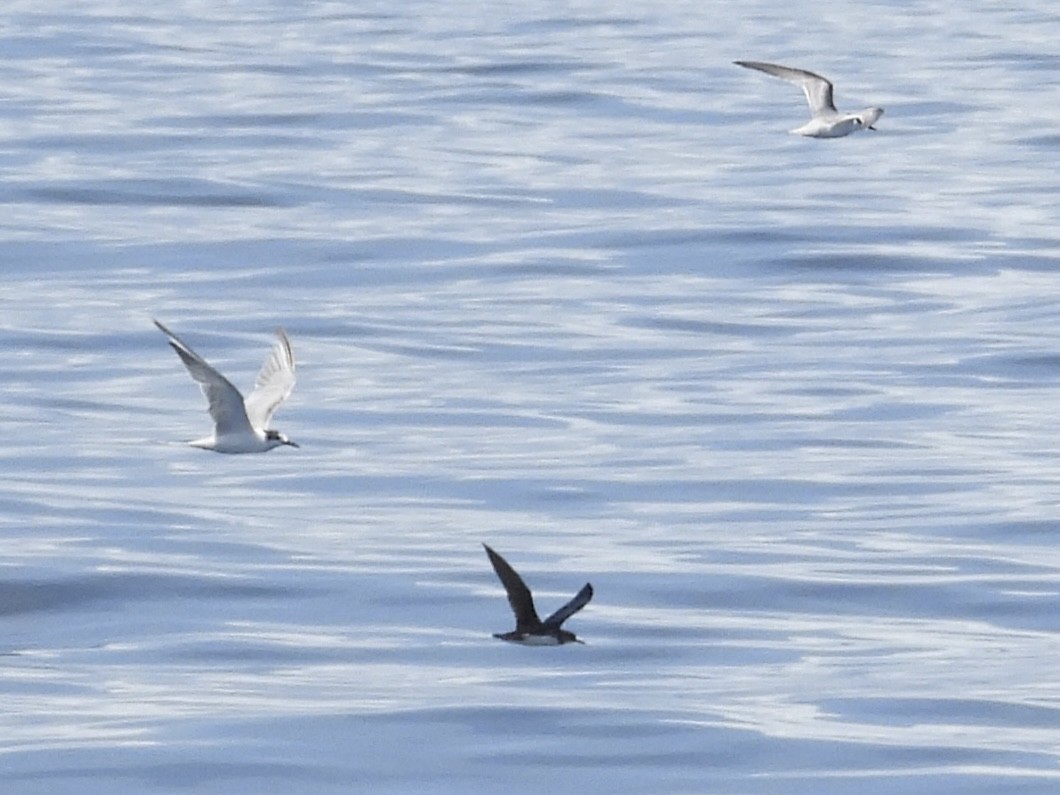 Hutton's Shearwater - ML645487048