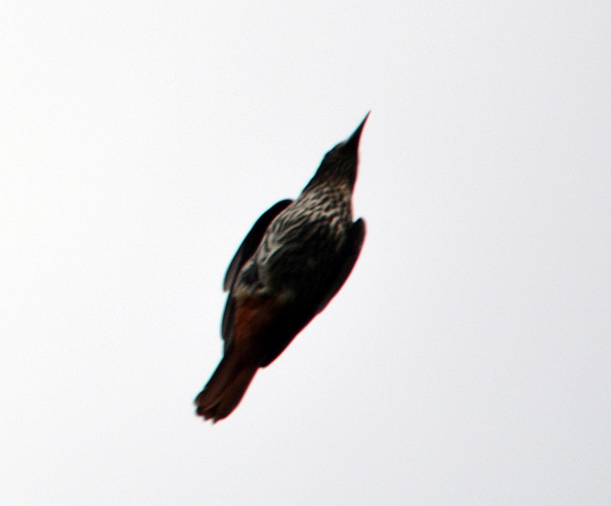 Maroon Oriole - ML645487050