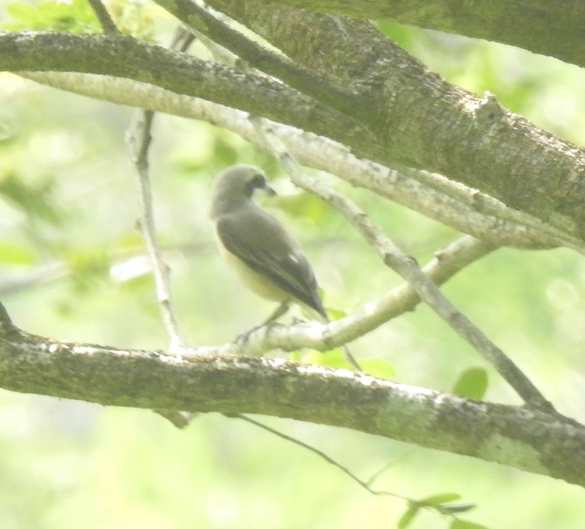 Brown Shrike (Philippine) - ML645487051