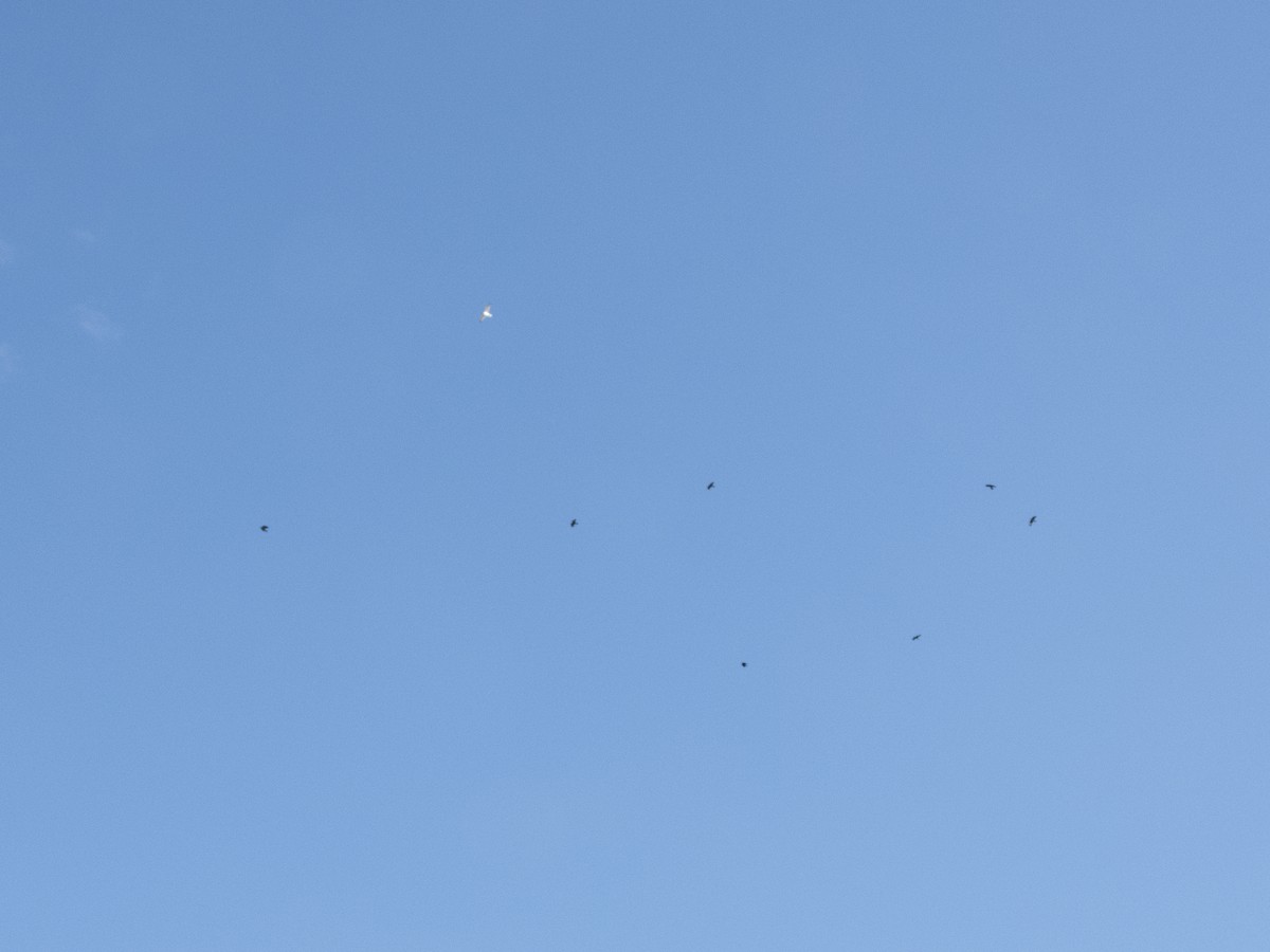 Fish Crow - ML645487052