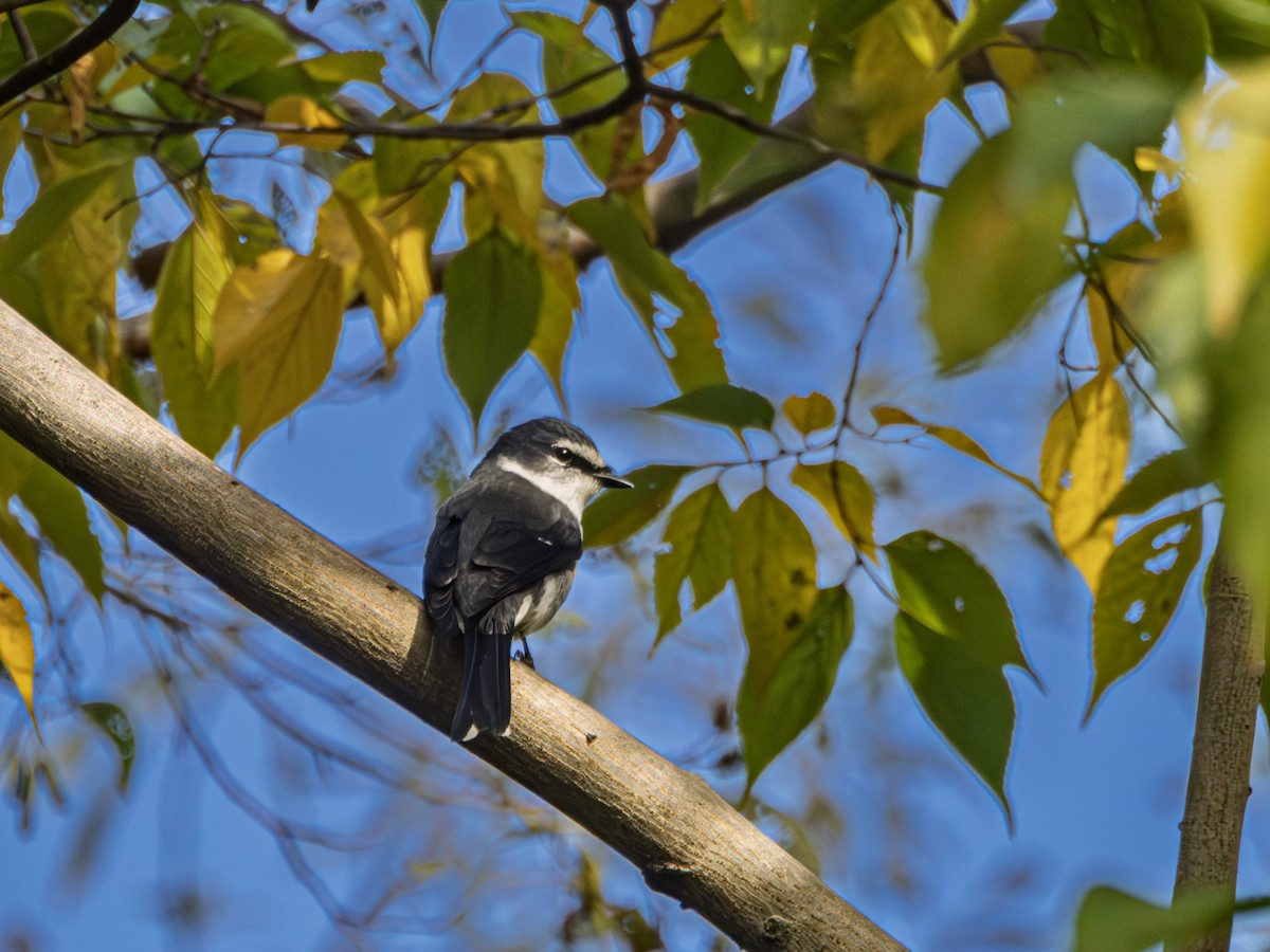 Ryukyu Minivet - ML645487053