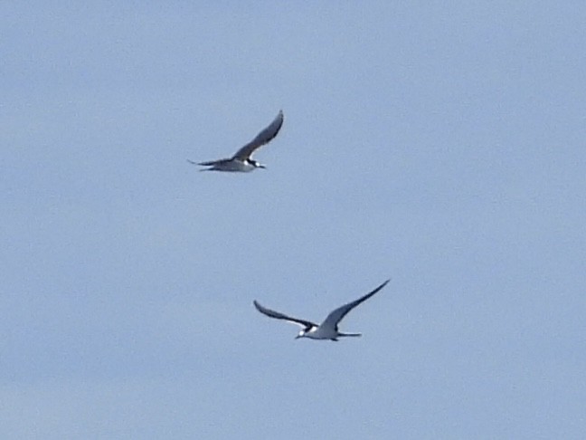 Sooty Tern - ML645487054