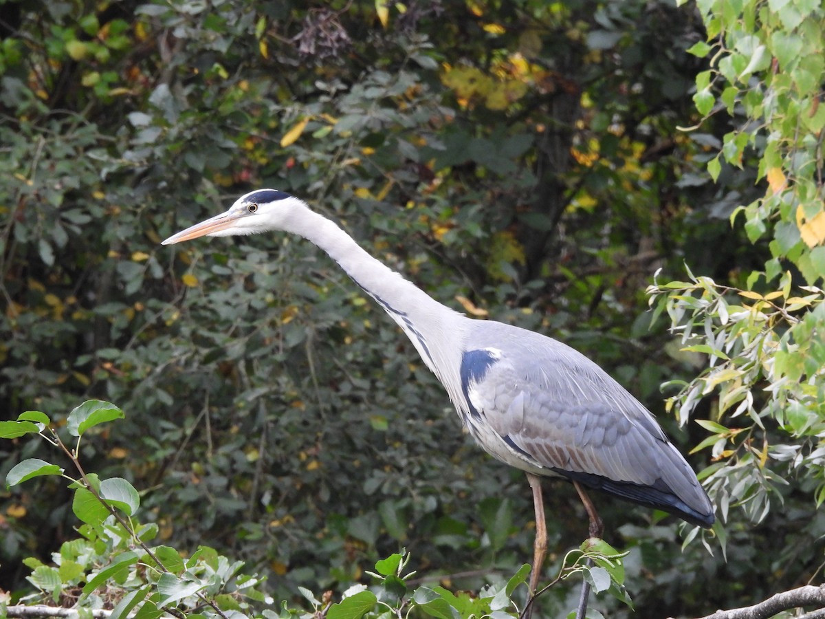 Gray Heron - ML645487055
