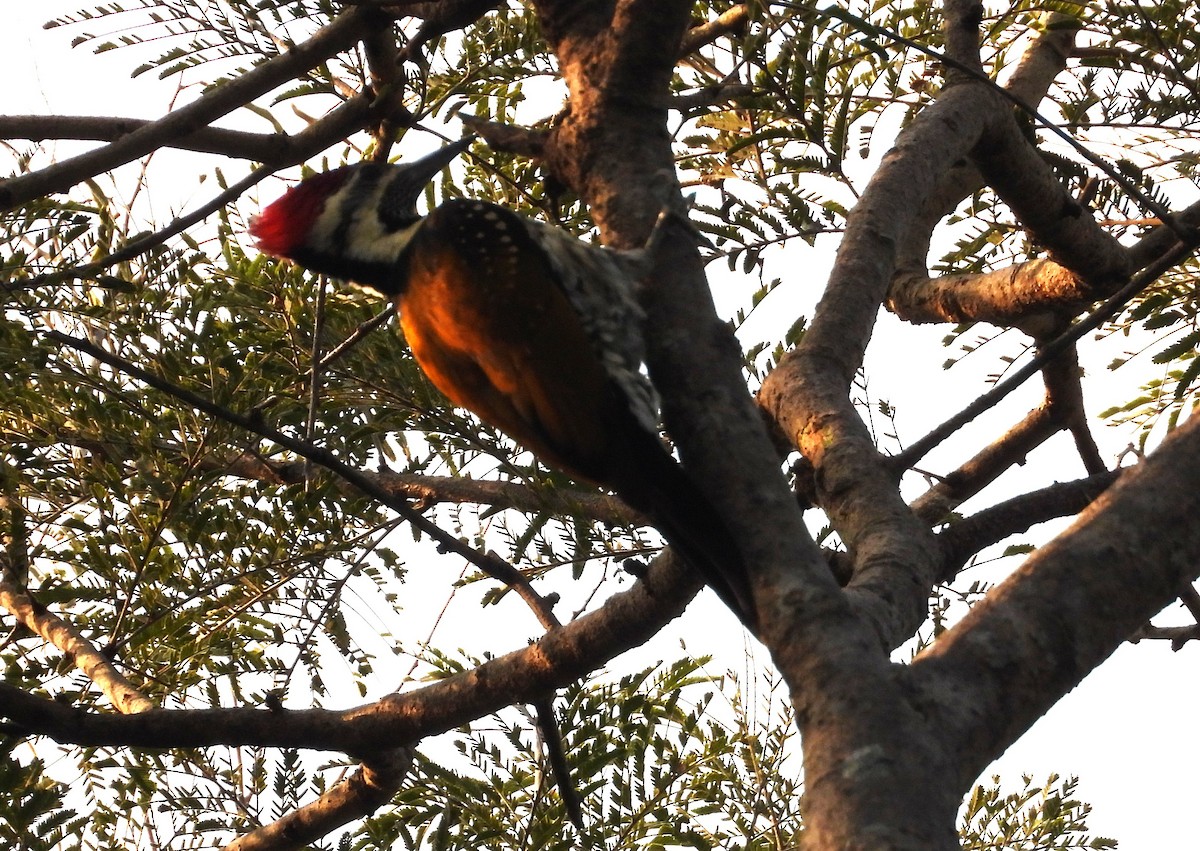 Black-rumped Flameback - ML645487056