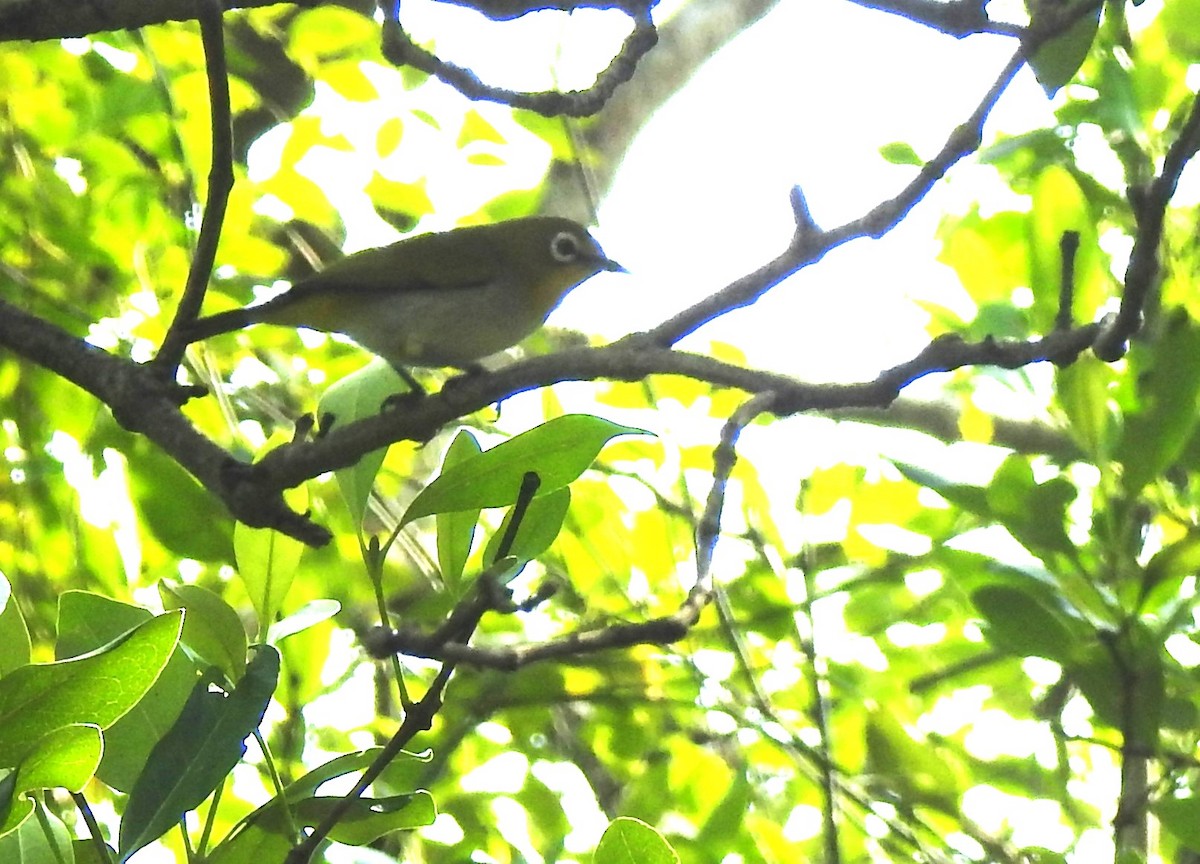 Indian White-eye - ML645487057