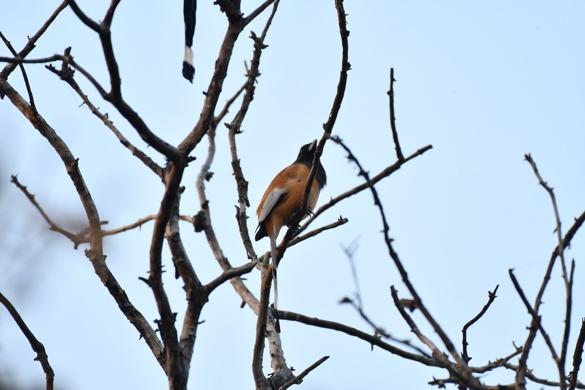 Rufous Treepie - ML645487062