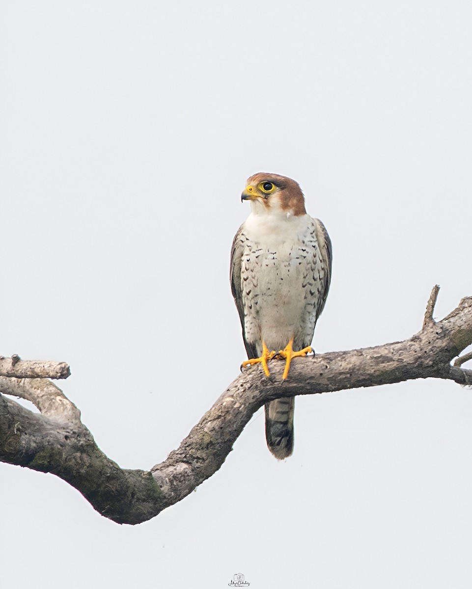 Red-necked Falcon - ML645487063