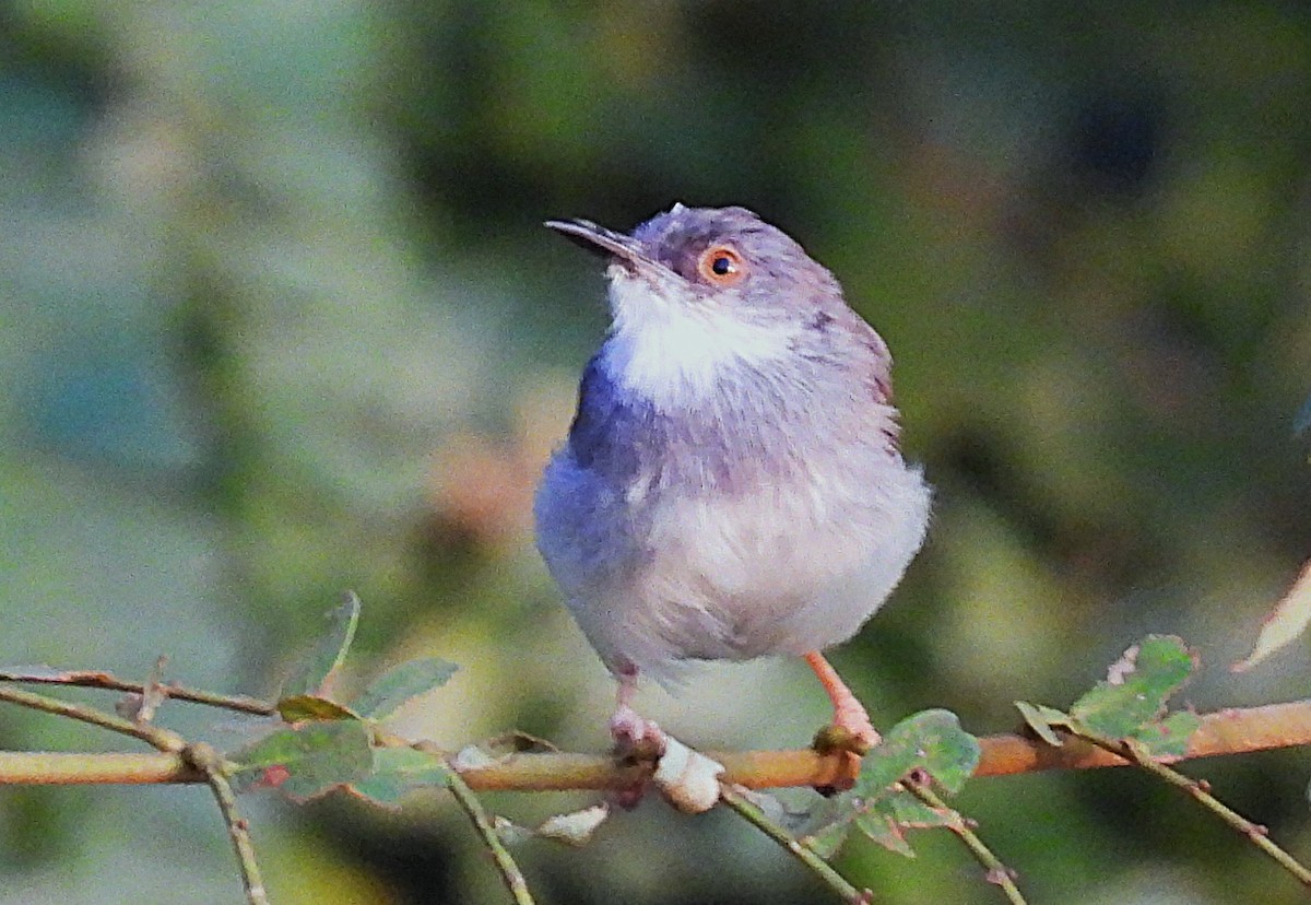 Gray-breasted Prinia - ML645487064