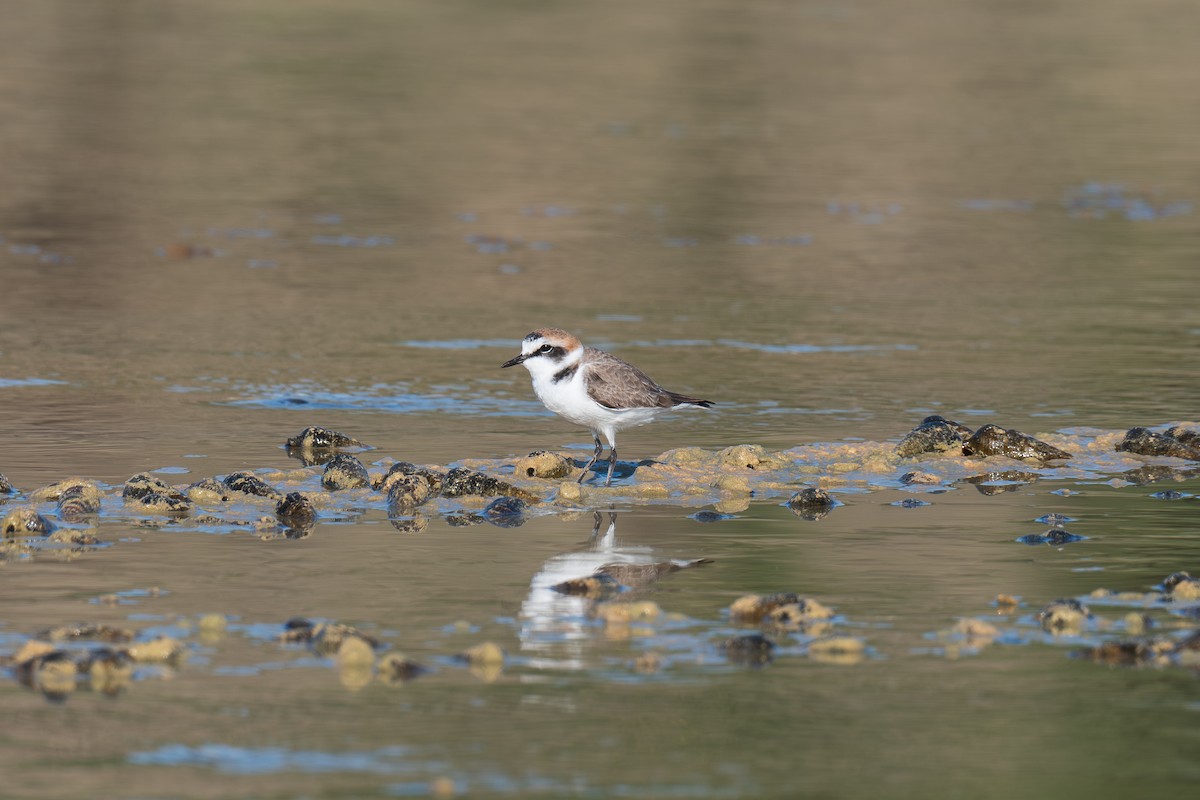 Kentish Plover - ML645487065