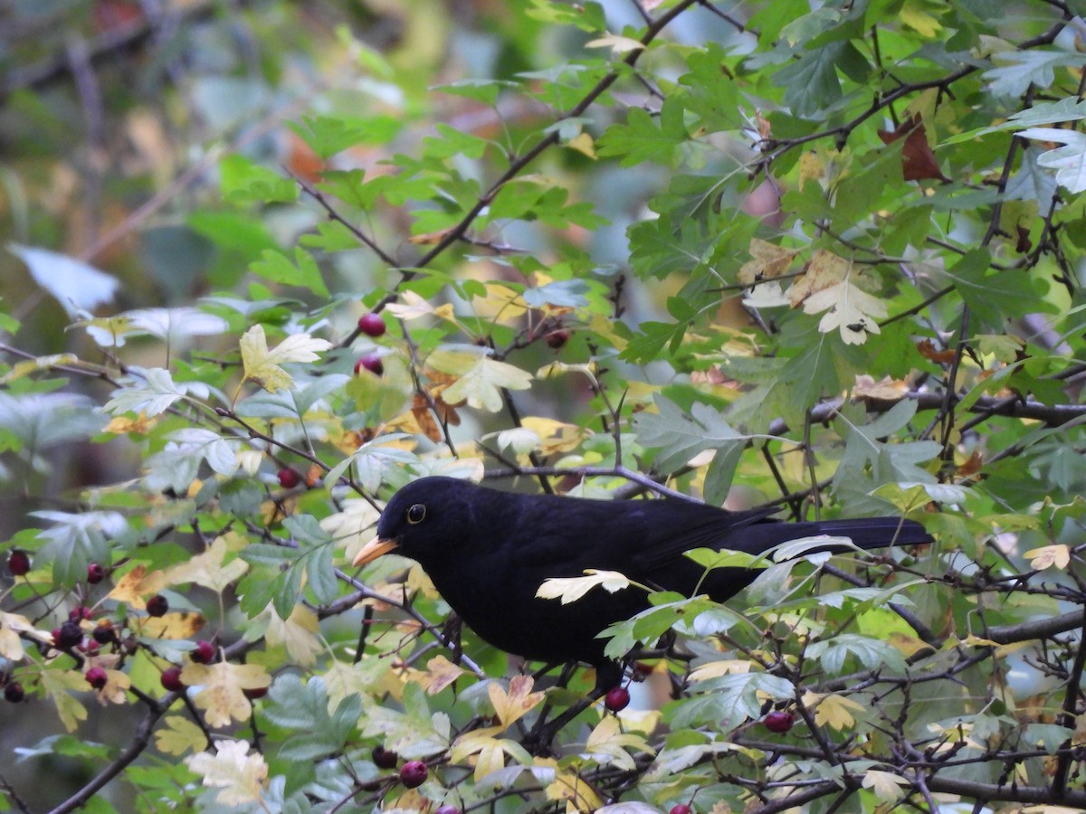 Eurasian Blackbird - ML645487069