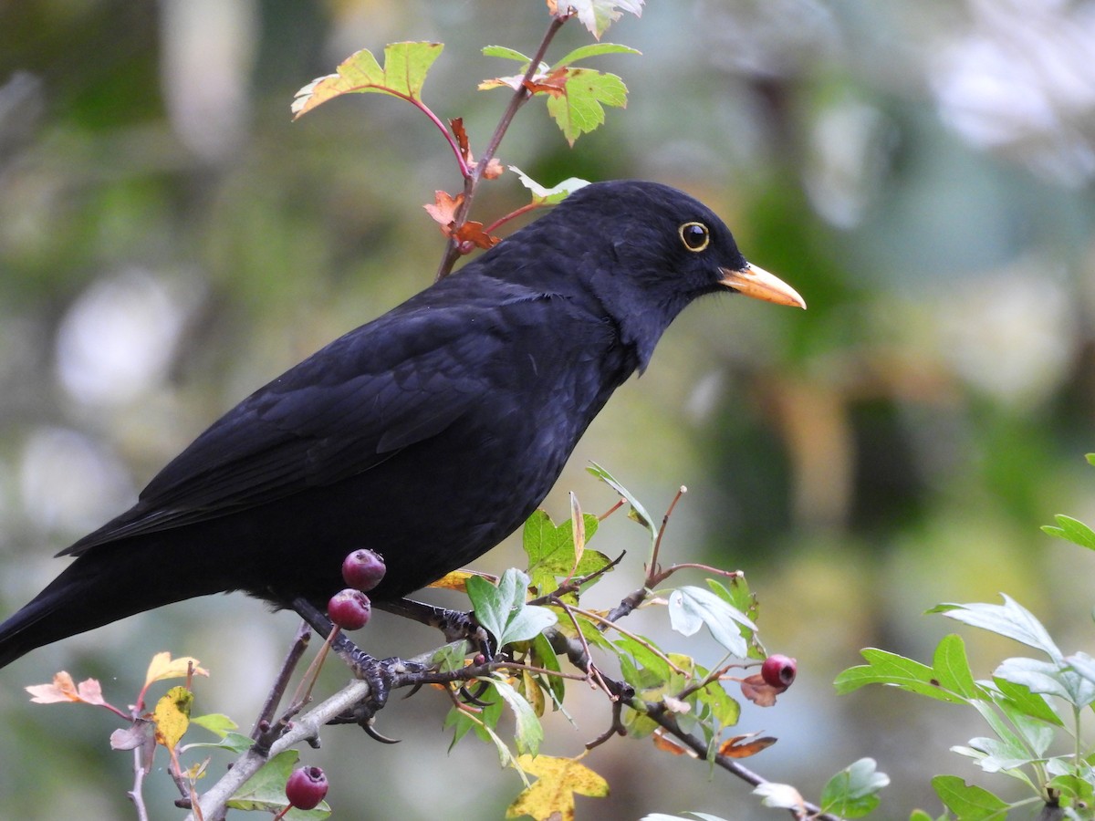 Eurasian Blackbird - ML645487075