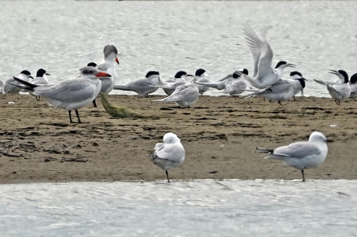 Caspian Tern - ML645487081